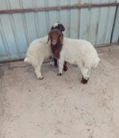 إعلان عن للبيع خرفان العبدلي