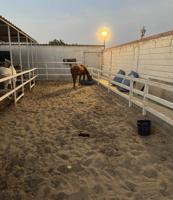 إعلان عن فرس واهو معسوفه