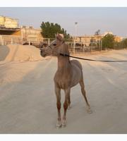 إعلان عن للبيع فلو