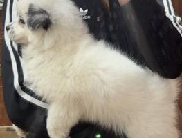 إعلان عن للبيع بوميرينيان