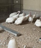 إعلان عن للبيع دجاج كنتي حبشي ابيضّ بيور منتج بيع جمله 24 حبه