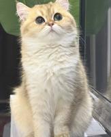 إعلان عن قطوة برتش قولد NY12 للبيع