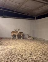 إعلان عن للبيع غزلان ذكر ونثيه العمر ٨ شهور السعر ٥٠٠ دينار للاثنين