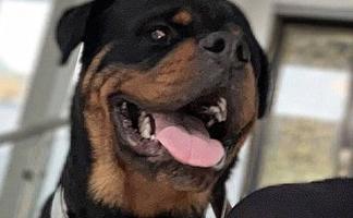 إعلان عن Rottweiler ( For Sale )