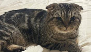 إعلان عن قطط للتبني