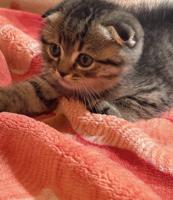 إعلان عن Male Scottish fold kitten