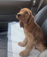 إعلان عن للبيع كوكر سبانيل انثى ٥ شهور متدربة على الحمام و ذكية