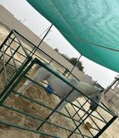 إعلان عن للبيع فرسه بلديه شرط السلم بدي ورحام جيب دكتورك وفحص لعمر 9-10