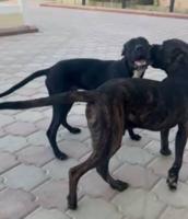 إعلان عن للبدل كلاب كونكورسو بالممالينوا