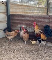 إعلان عن مجاميع عربي قديم