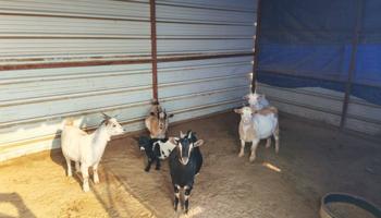 إعلان عن للبيع معزة جيكي