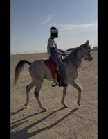 إعلان عن للبيع مصري بلدي