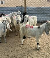 إعلان عن العدد 10 كلها سونار