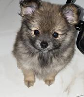 إعلان عن للبيع puppies Pomeranian العمر ٣ اشهر