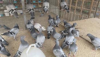 إعلان عن للبيع طبات زاجل سباق