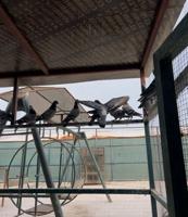 إعلان عن للبيع جبر زاجل