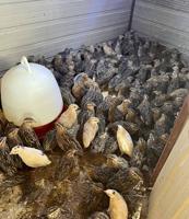 إعلان عن فري وصيصان عربي قديم