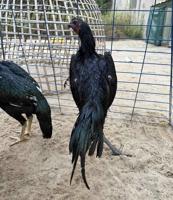 إعلان عن للبيع مجاميع تايلندي  ديج و دجاجتين يمكن فيه أربع مجاميع