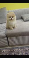 إعلان عن Pomeranian Teddy Bear Face