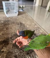 إعلان عن للبيع لوري ربوه