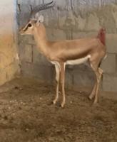 إعلان عن للبيع غزال