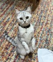 إعلان عن بريتش تابي ذكر