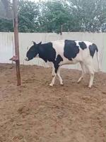 إعلان عن بقره هولشتاين بحر من الحليب جاهزه لتلقيح
