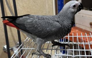 إعلان عن للبيع فرخ كاسكو انتاج الكويت