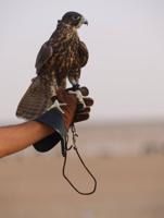 إعلان عن جير ثنو عالمنظور