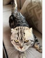 إعلان عن سكوتش فولد للتبني عمرهم سنه ونص واتساب