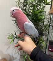 إعلان عن كوكاتو قالا