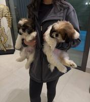 إعلان عن For sale: Purebred Shih Tzu puppies (male & female), 3 months old.