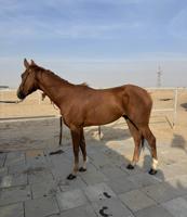إعلان عن للبيع حصان فرنسي مواليد ٢٠٢٢
