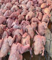 إعلان عن فروخ زاجل و لاحم فرنسي ذبح