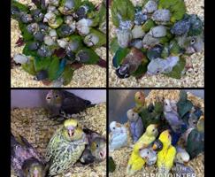 إعلان عن دفعة فروخ كنيور الكمية محدوده