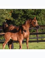 إعلان عن مربط مخصص للافراس