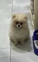 إعلان عن Pomeranian for sale
