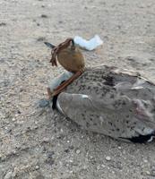 إعلان عن للبيع حباره