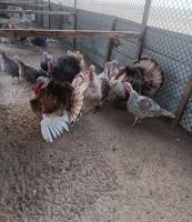 إعلان عن السالمي كيلو ١٧