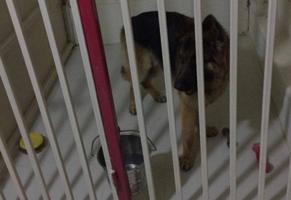 إعلان عن Dog Boarding 🐶