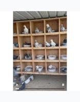 إعلان عن للبيع مشروع حمام كامل أكثر من 270 زوج