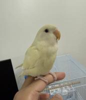 إعلان عن للبيع لوف بيرد ذكر مع شهادة