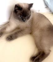 إعلان عن تبني القطط  روسي سايبيري عمره سنه ونص و شورت برتش سيميز