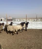 إعلان عن للبع غنم نعيم العدد١٤ راس سن وديد