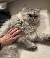 إعلان عن قطه للتبني