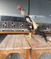 إعلان عن تايلندي رفيع