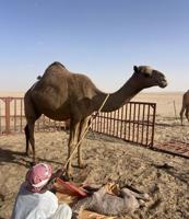 إعلان عن ثنو شعلا خفت اليوم