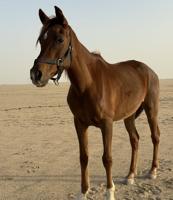 إعلان عن للبيع فرس بلديه هاديه جداً للكبار وللصغار العمر ٩ سلم بدي و ارحام