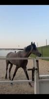 إعلان عن للبيع حصان مكس