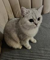 إعلان عن قطة للتبني مطعمه و معقمه